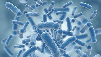 bacteria image