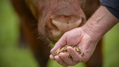 A person gently feeds a cow a handful of grain in a rural setting, showcasing a moment of interaction between them.